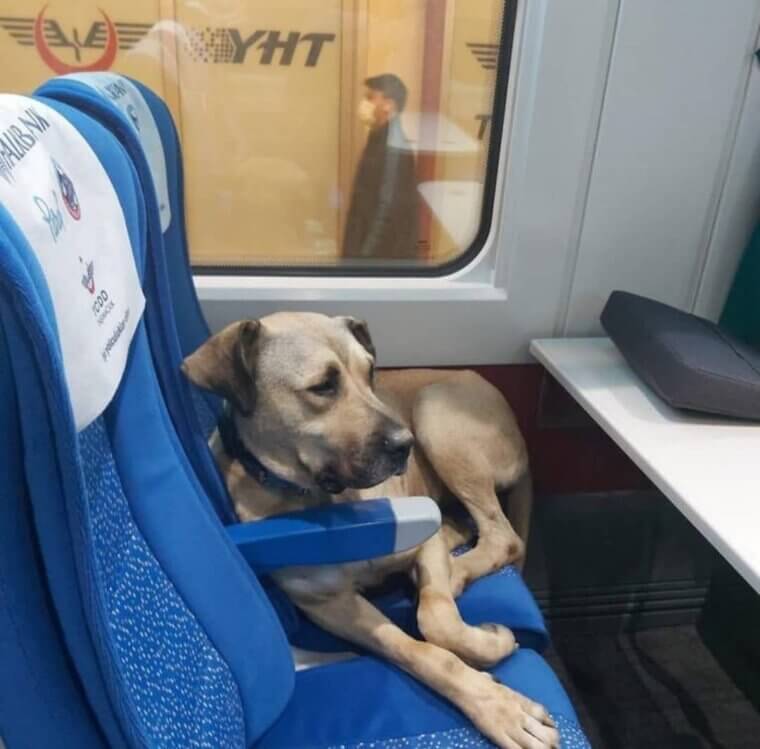 Um bom passageiro