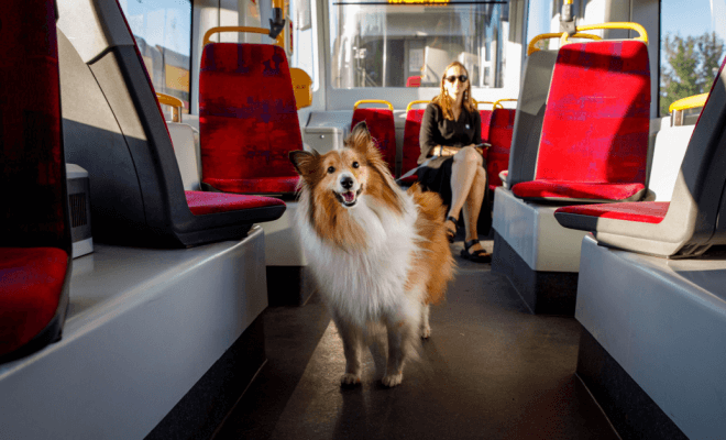 Depois de ver um cachorro andando sozinho no metrô todos os dias, este passageiro curioso o rastreou