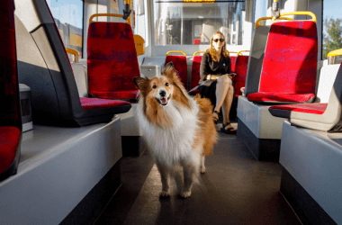 Po tym, jak zobaczył psa samotnie jeżdżącego metrem każdego dnia, ten ciekawski pasażer go wyśledził