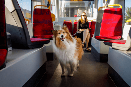 After Seeing a Dog Riding The Subway Alone Each Day, This Curious Passenger Tracked Him