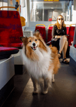 Dieser neugierige Fahrgast sah einen Hund, der jeden Tag allein in der U-Bahn fuhr, und verfolgte ihn
