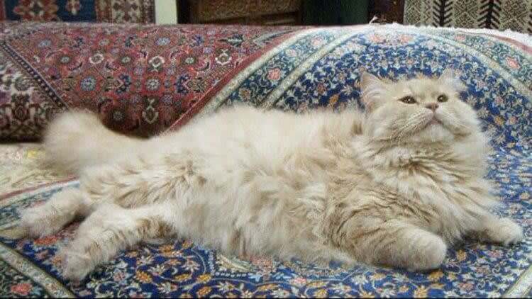 The Popular Persian Cat