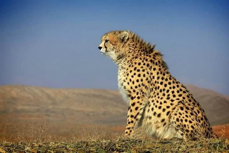 A Gorgeous Cheetah Lives There