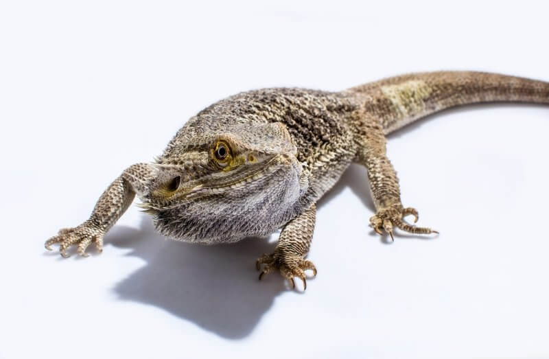 Things Everyone Must Know Before Getting A Bearded Dragon PuppyLychee