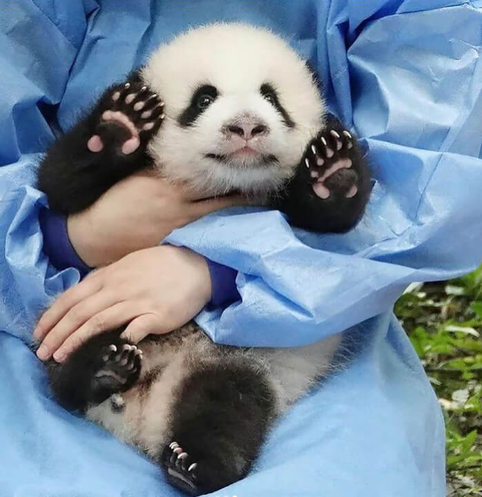 Panda Nannies Get Human Wages