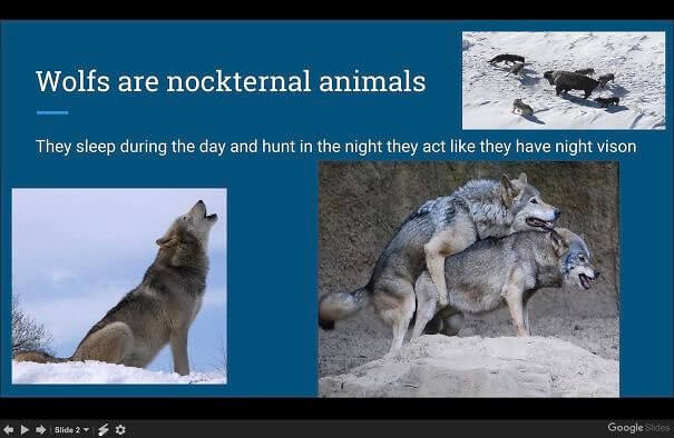 One Third Grade Student's Presentation on Wolves
