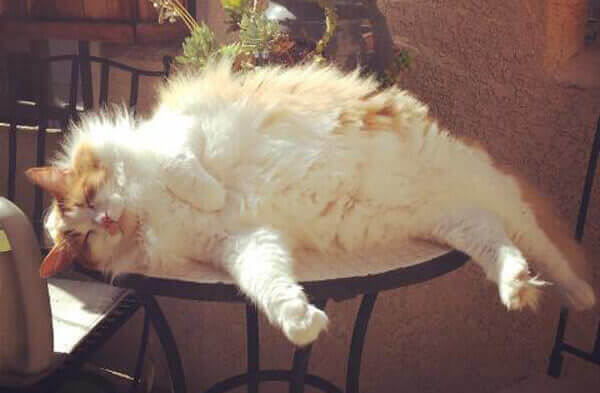 When Will The Peasant Serve Food?!