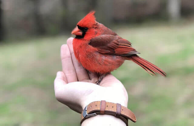 It’s Not Fat, It’s Air!