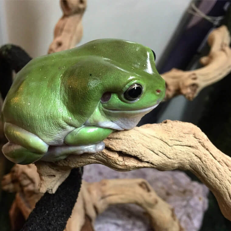 Thinking About Food Like….