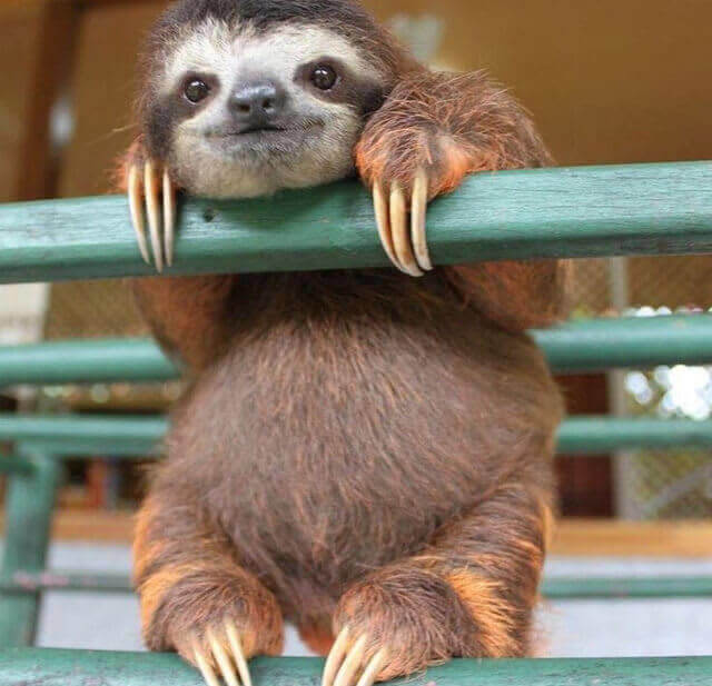 Cute Baby Sloth