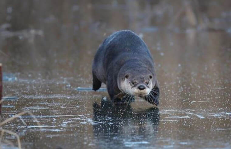 The Determined Otter