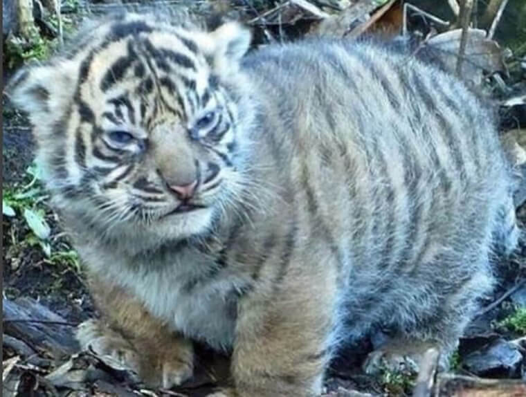 Too Cute To Be Taken Seriously