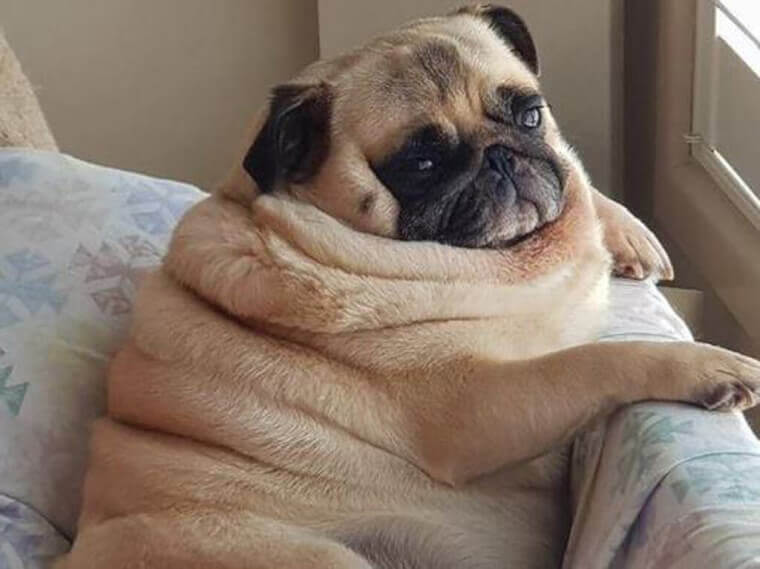 Not Only Humans Have It Hard