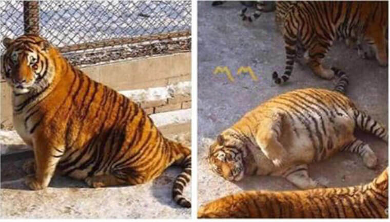 Not Much Of A Predator