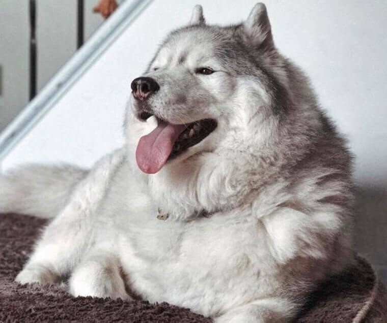 When You See The Waiter Bringing Your Food