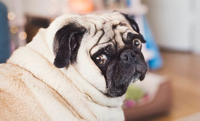 These Animals Prove That Being Chubby Makes You So Much Cuter