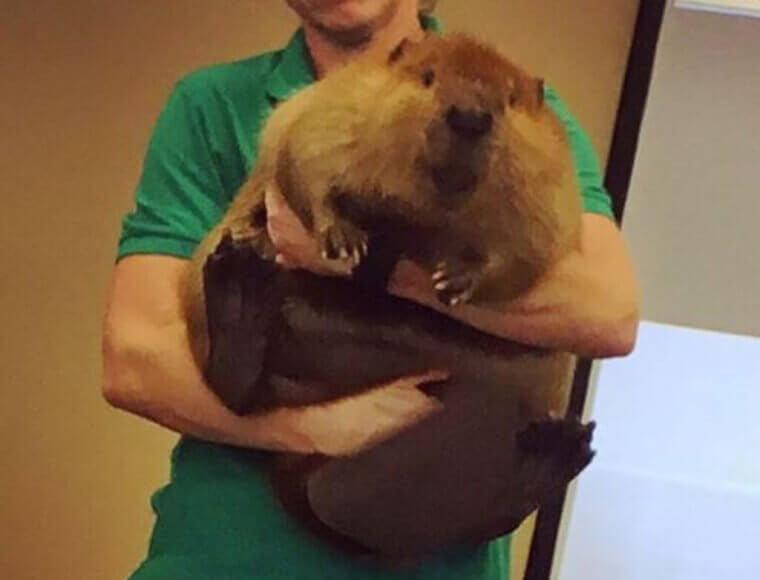 Adorable Beaver