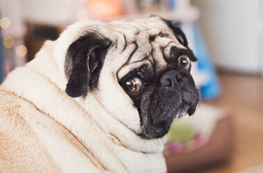 These Animals Prove That Being Chubby Makes You So Much Cuter