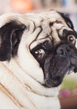 These Animals Prove That Being Chubby Makes You So Much Cuter