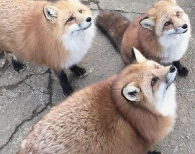 Adorable Foxes Or A Complete Dream?