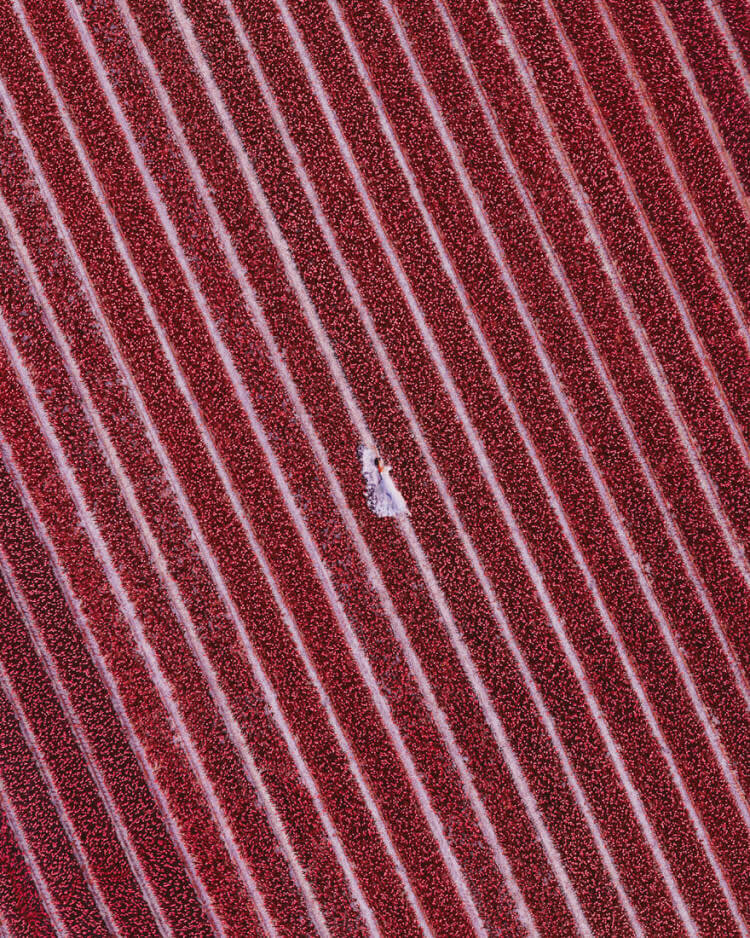 Hyacinth Flowers Field In North Holland