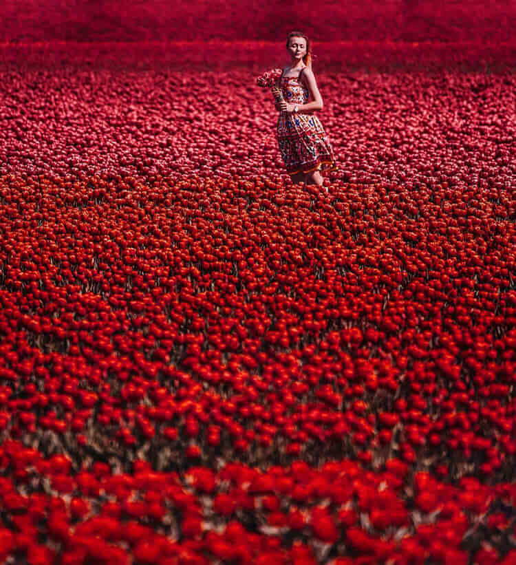 Tulips Field, Lisse, Holland