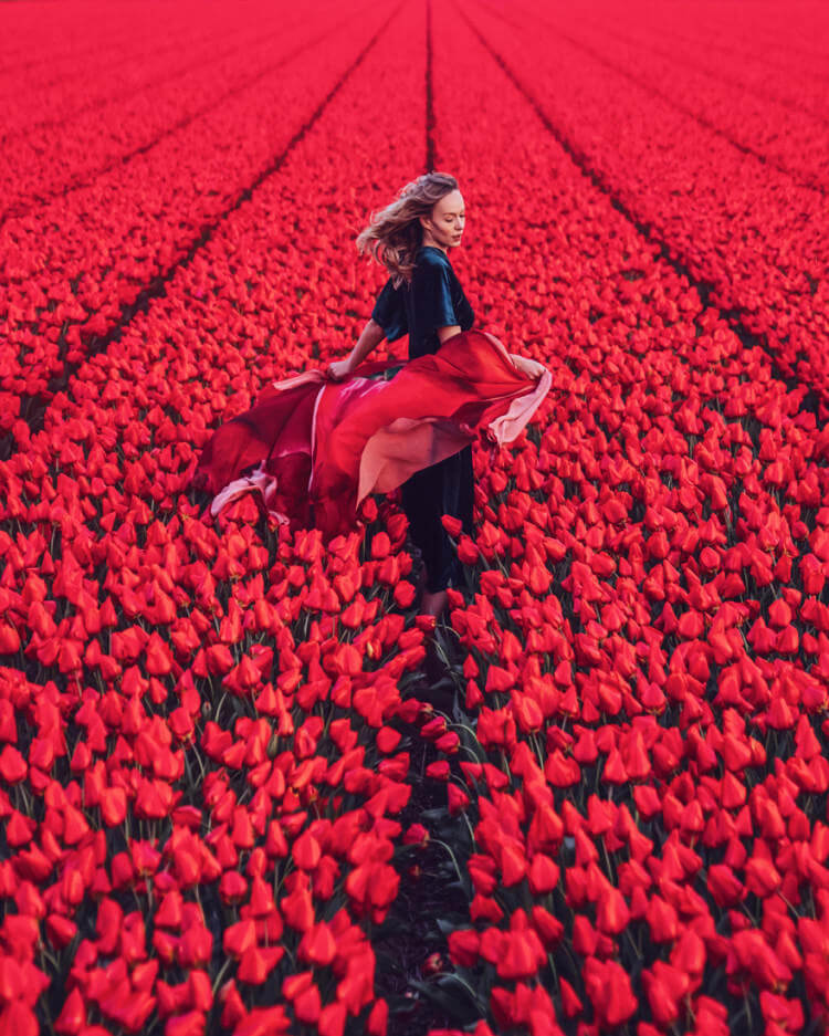 North Holland, Tulips Field