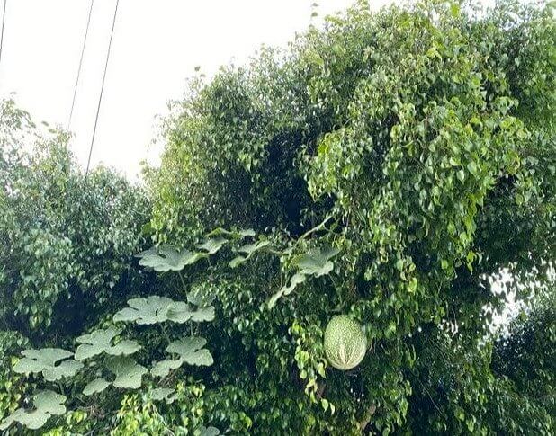 Watermelons In The Sky