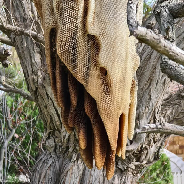 A Melting Beehive