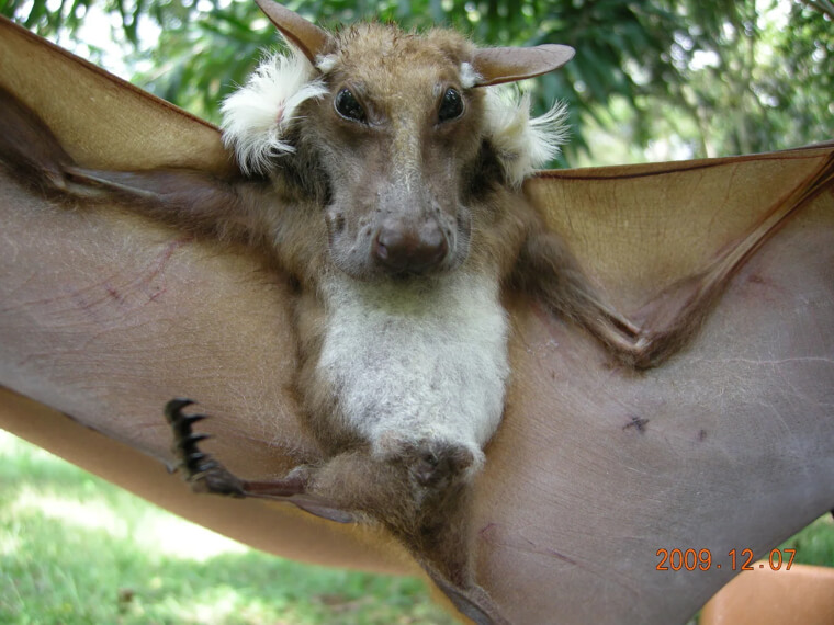 The African Fruit Bat and Yes, It's Real