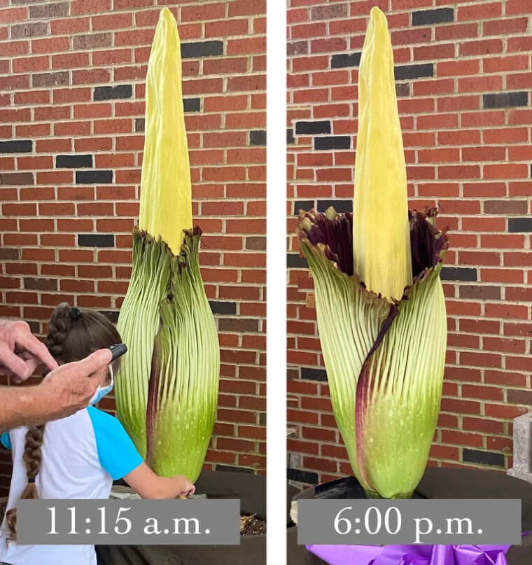 The World's Largest Flower Smells Bad and Only Blooms for a Day