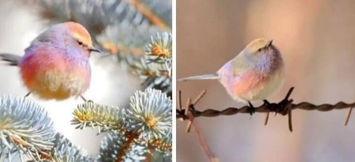 A Rainbow-Speckled Bird