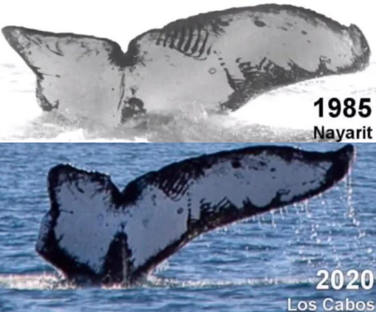 Over Three Decades Later