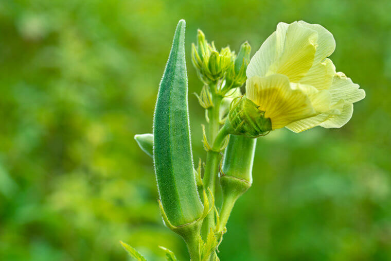 Okra