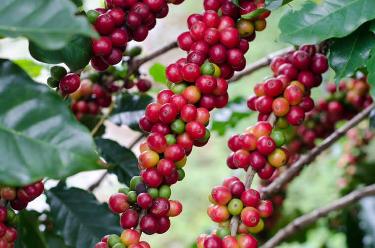 Granos de café