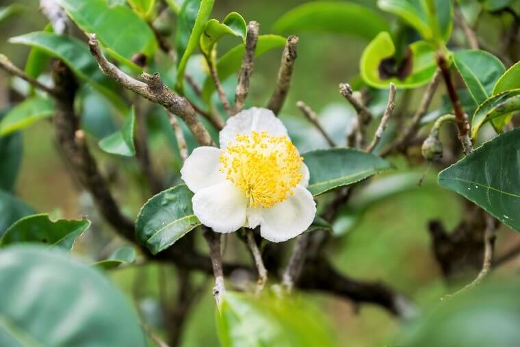 Camelia