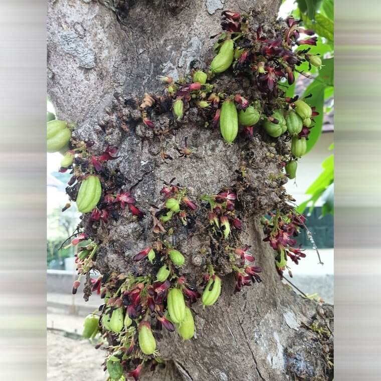 Fruta de las estrellas