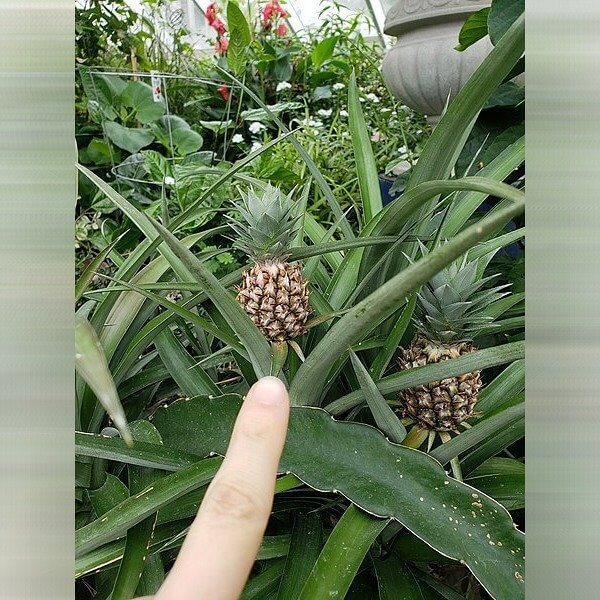 Piñas