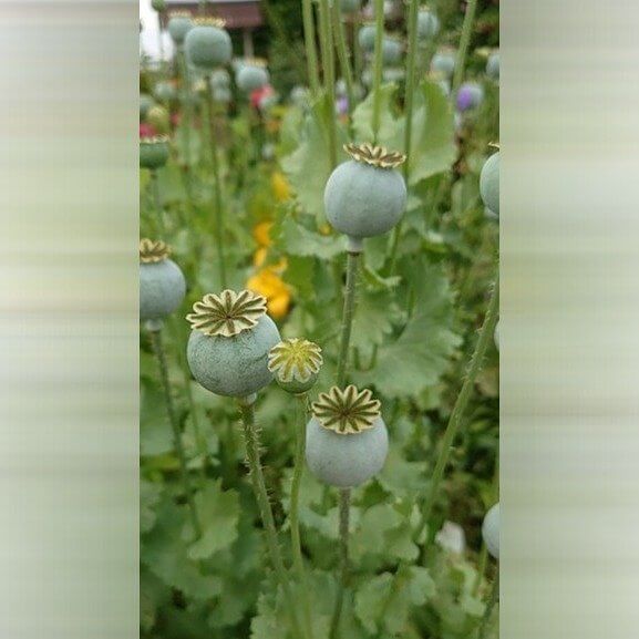 Amapola