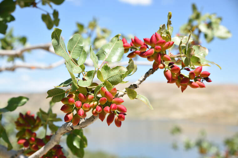 Pistachos