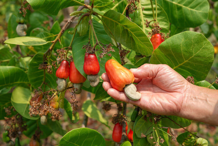 Anacardos