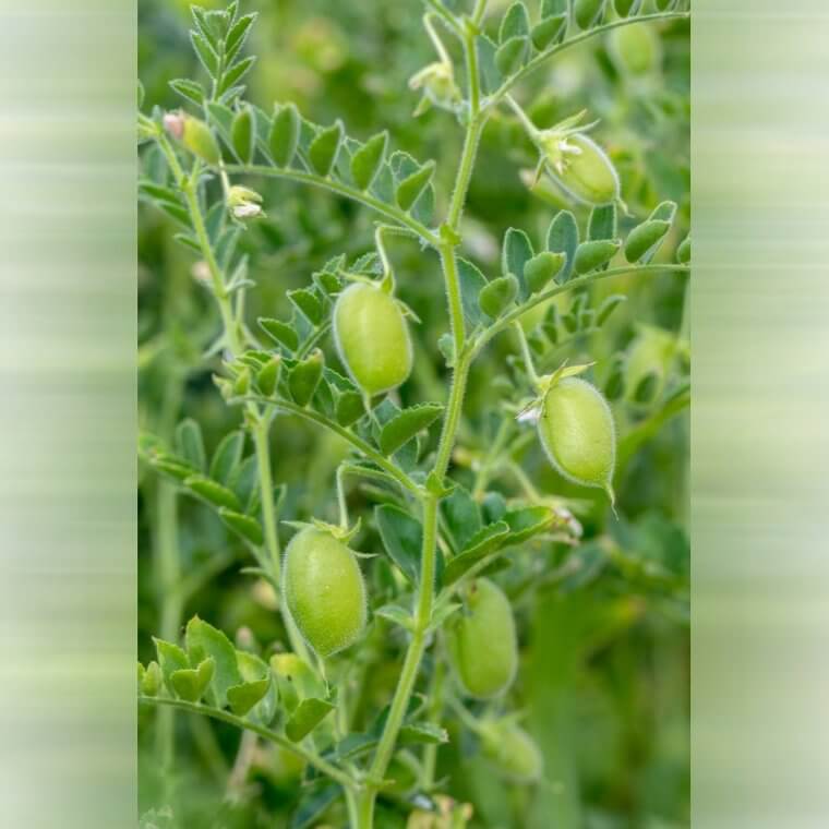 Garbanzos