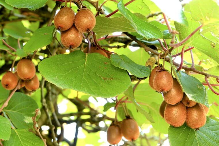Kiwis