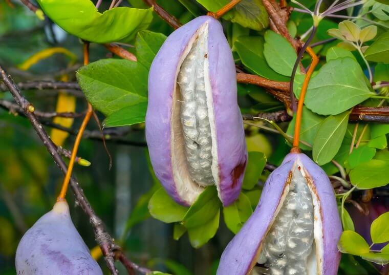 Akebia Quinata