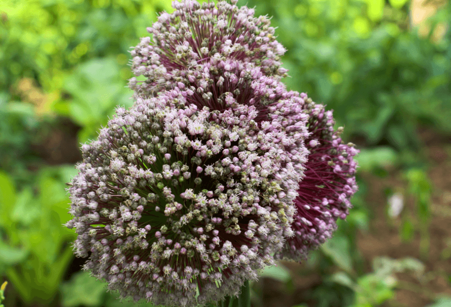Les aliments de tous les jours avant leur récolte