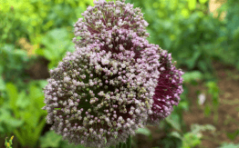 Dagelijkse Voeding Voordat Ze Worden Oogst