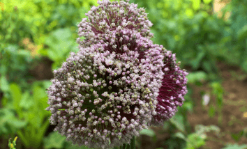 Alimentos do Dia a Dia Antes de Serem Colhidos