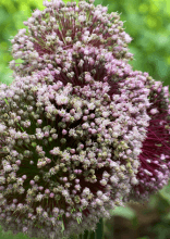 Cibi Quotidiani Prima della Raccolta