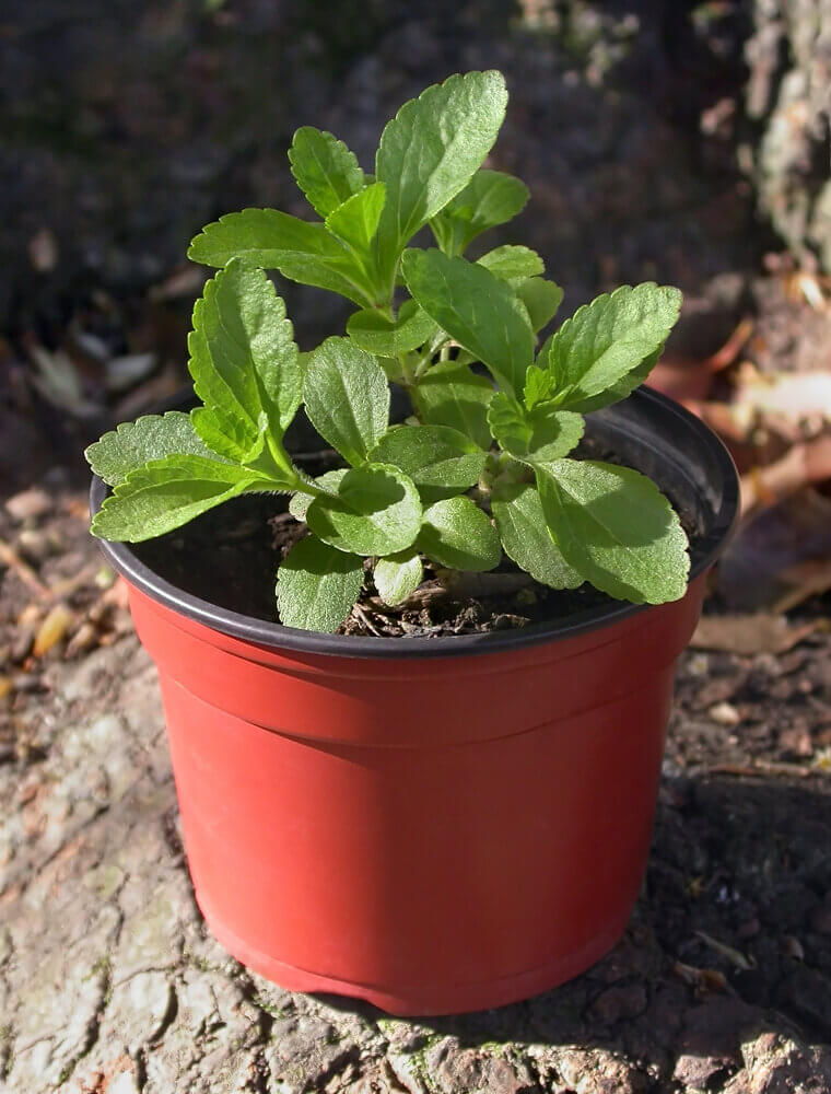 Sweet Stevia: The Natural Sugar Substitute