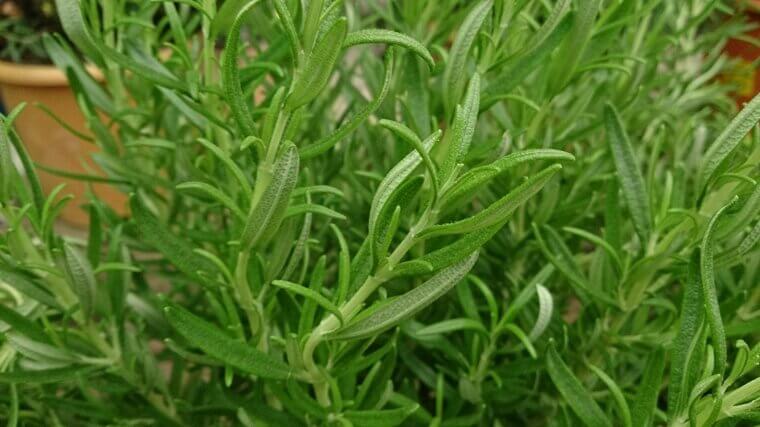 Hardy Rosemary: The Everlasting Evergreen